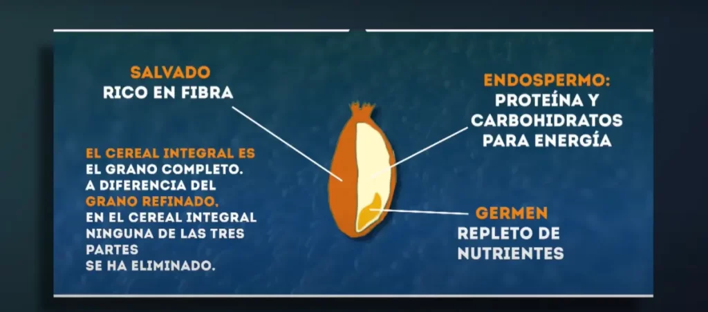 Carbohidratos buenos - Salvado, endospermo y germen de trigo, avena y cebada